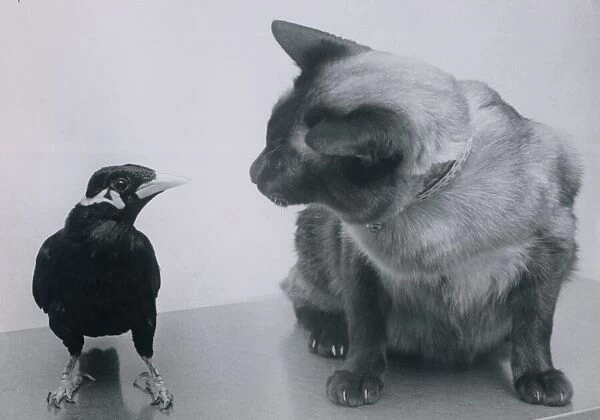 Charlie Boy, the mynah bird chats to Chamois the siamese cat. 29th January 1977