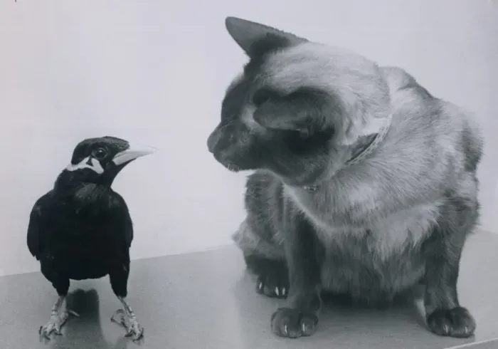 Framed Print : Charlie Boy, the mynah bird chats to Chamois the siamese cat. 29th January 1977 Framed Print : Charlie Boy, the mynah bird chats to Chamois the siamese cat. 29th January 1977