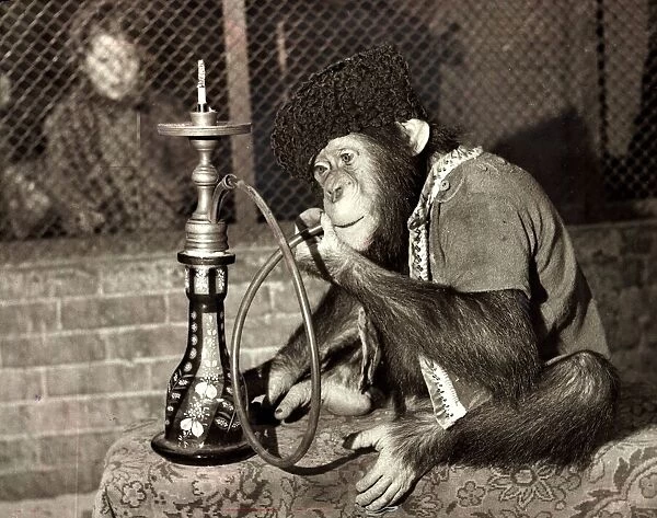 Charlie the Chimp smoking a Hookah pipe before his after lunch nap at Paignton Zoo in