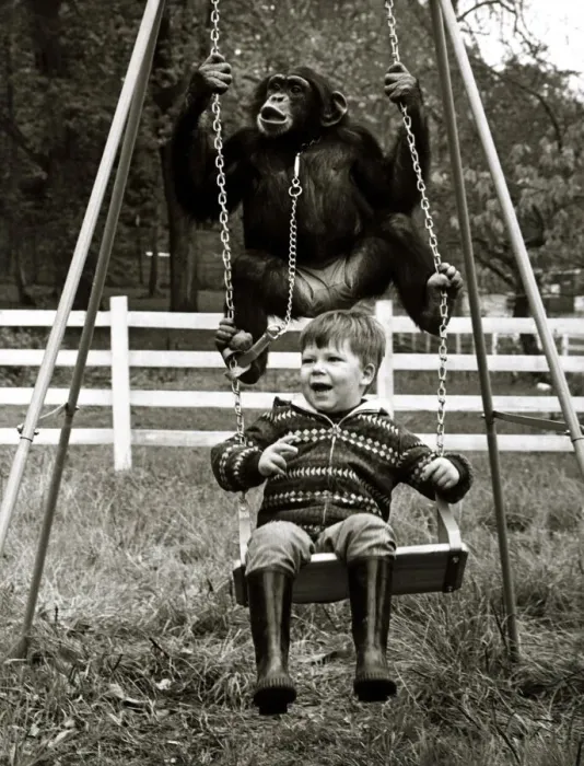 Framed Print : Charlie the Chimp on swing - November 1969 2 year old David Cawley enjoys a Framed Print : Charlie the Chimp on swing - November 1969 2 year old David Cawley enjoys a