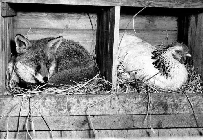 Framed Print : Charlie the fox is not concerned at all about sharing a hens roosting pen