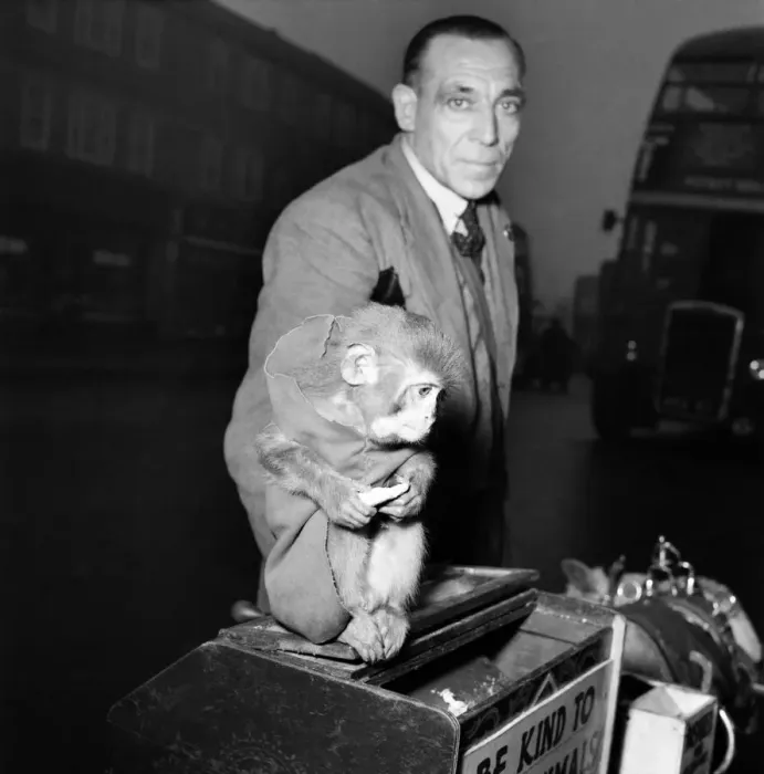 Framed Print : Chas. Stalley : Hurdy - Gurdy man with his monkey. January 1953 D310-002 Framed Print : Chas. Stalley : Hurdy - Gurdy man with his monkey. January 1953 D310-002