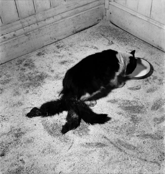 Framed Print : Cheeky'- Cat with three tails. October 1952 C4920