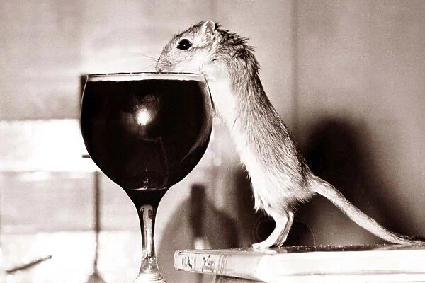 Cheers! With the help of a couple of conveniently placed book Jeremy the Gerbil tucks