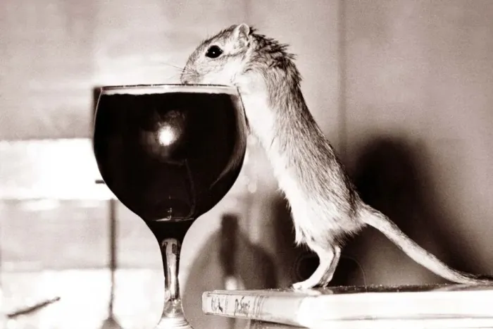Framed Print : Cheers! With the help of a couple of conveniently placed book Jeremy the Gerbil tucks Framed Print : Cheers! With the help of a couple of conveniently placed book Jeremy the Gerbil tucks