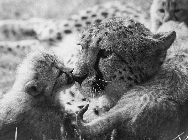 A cheetah cub with their mother at Whipsnade Zoo