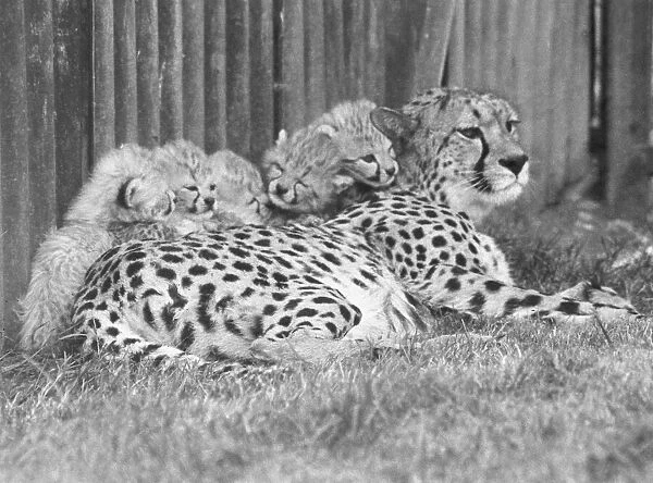 The cheetah cubs with their mother at Whipsnade Zoo