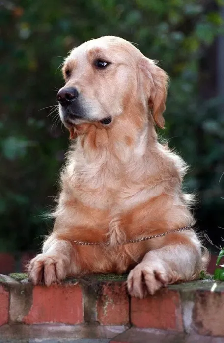 Framed Print : Chelsea the puppy who almost died but is now looking forward to competing in her first Framed Print : Chelsea the puppy who almost died but is now looking forward to competing in her first