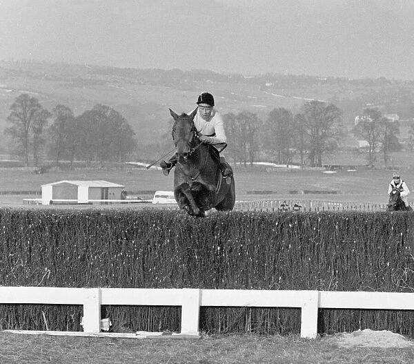 Cheltenham Gold Cup 1965. Arkle wridden by Pat Taaffe seen jumping a fence