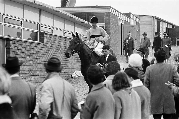 Cheltenham Gold Cup, Thursday 17th March 1966. Arkle and Pat Taaffe after winning