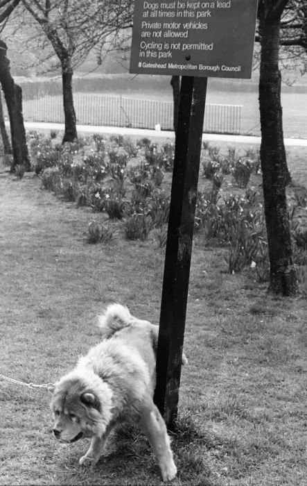 Framed Print : Chem the chow chow is oblivious to the new rules and christenes the park notice Framed Print : Chem the chow chow is oblivious to the new rules and christenes the park notice