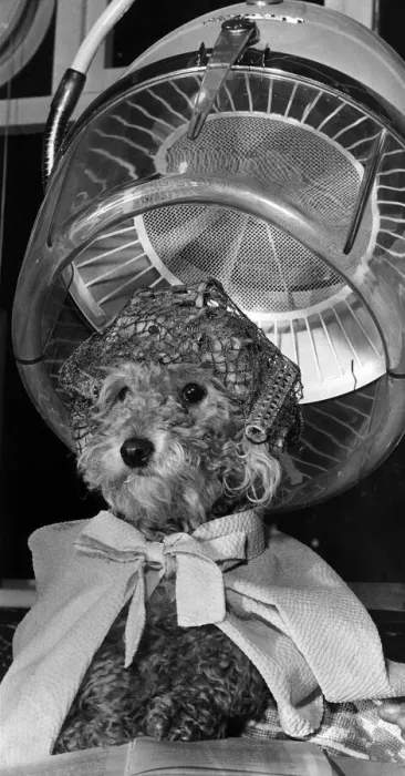 Framed Print : Cherie a two year old Poodle dog sits patiently under a hair drier Dog in hairnet