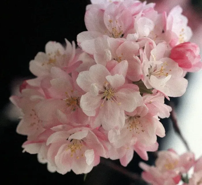 Framed Print : Cherry Blossom Framed Print : Cherry Blossom