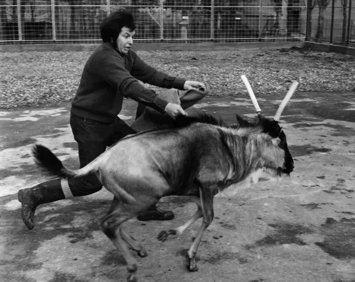 Framed Print : Chessington keeper David Flower does his bullfighting act to keep Charlie Twistgrip