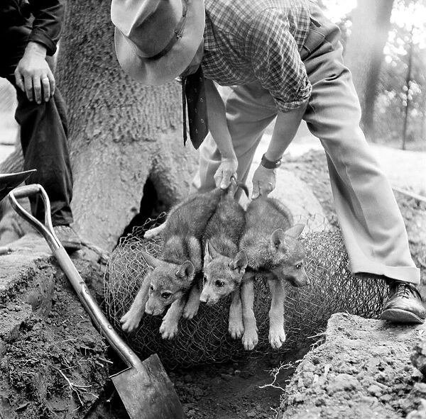 Chessington Zoo. Capt. Engler with wolf cubs. July 1952 C3474-001