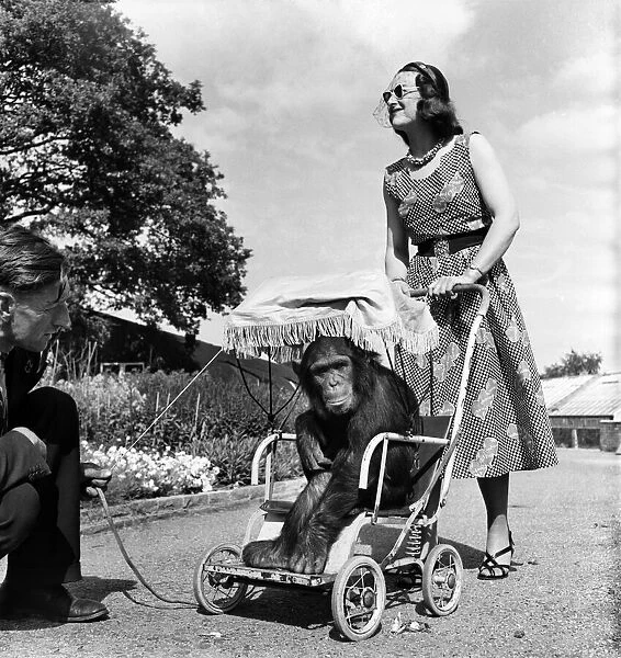 Chessington Zoo. Chimpanzee. 'Mrs Murphy'seen here touring the zoo in her pram