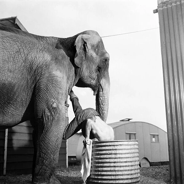Chessington Zoo. 'Comet', the 20 year, old Elephant