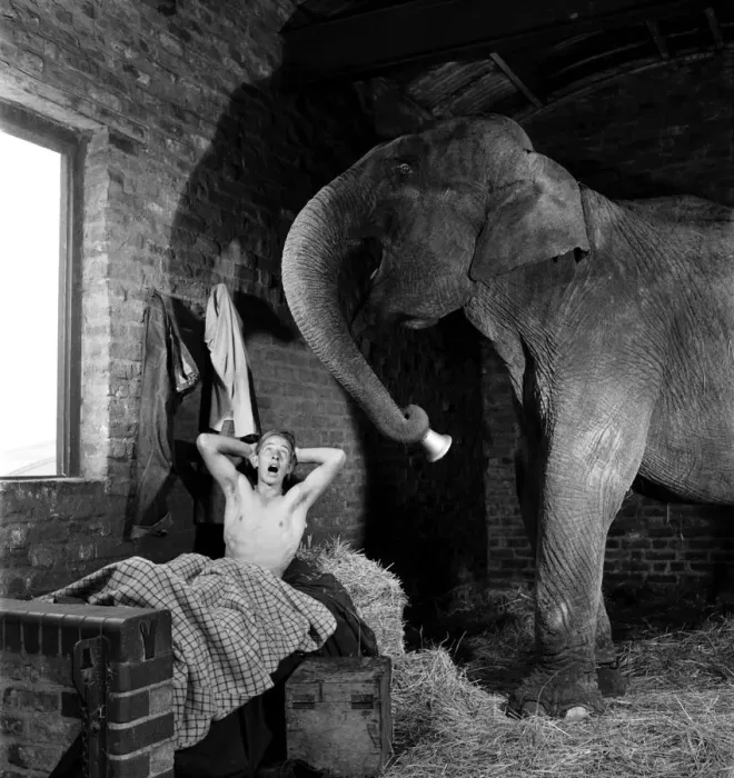 Framed Print : Chessington Zoo. Comet, the 20 year, old Elephant Framed Print : Chessington Zoo. Comet, the 20 year, old Elephant