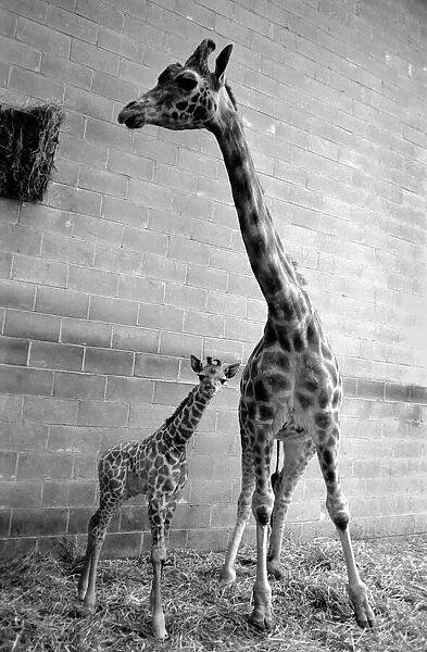 Chessington Zoo: Rebecca the giraffe calf seen here with her mother Jezebel at