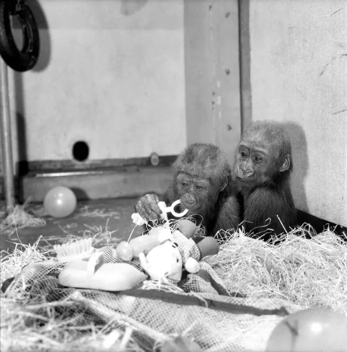 Framed Print : Chessington Zoos infant gorillas, Bafia the male, and Kumba the female Framed Print : Chessington Zoos infant gorillas, Bafia the male, and Kumba the female