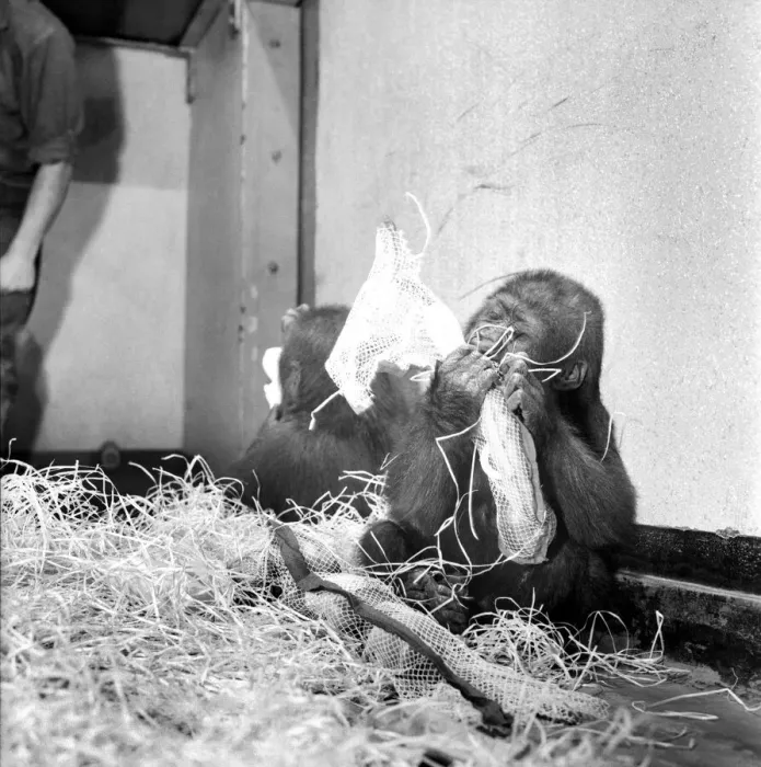 Framed Print : Chessington Zoos infant gorillas, Bafia the male, and Kumba the female
