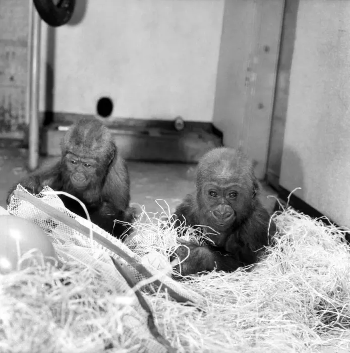 Framed Print : Chessington Zoos infant gorillas, Bafia the male, and Kumba the female Framed Print : Chessington Zoos infant gorillas, Bafia the male, and Kumba the female
