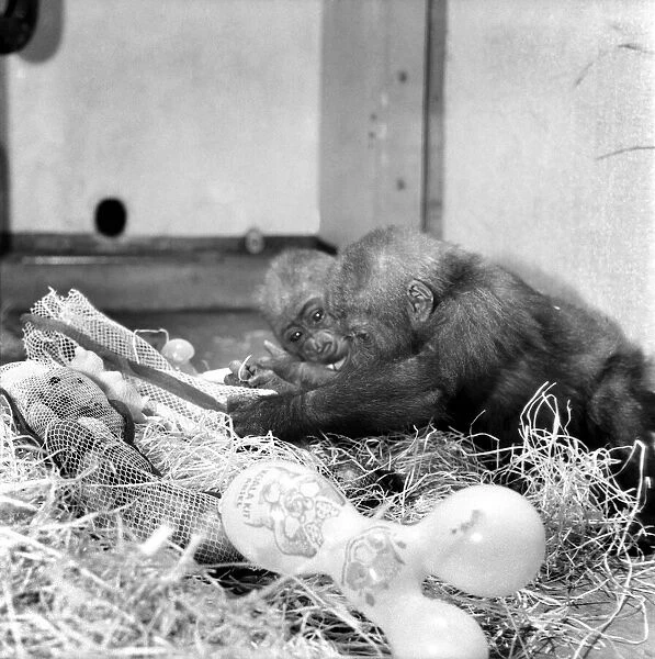 Chessington Zoos infant gorillas, Bafia the male, and Kumba the female