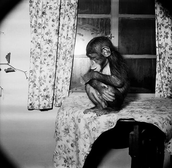Chester Zoo. 'Dolourosa'the Chimp sitting on a table. January 1953 D346
