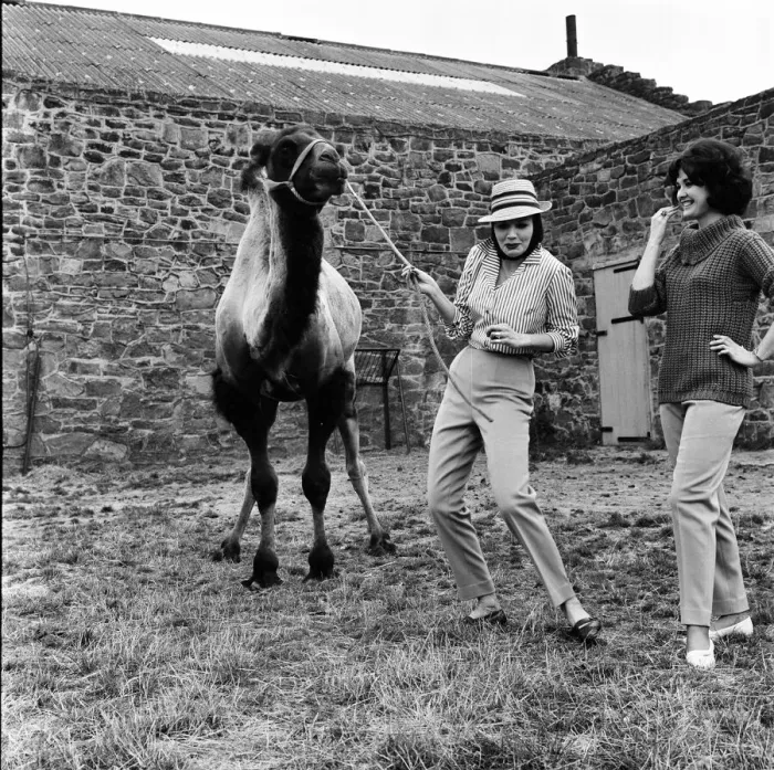 Framed Print : Chester Zoo. Fashion models pose with a camel. 20th July 1962 Framed Print : Chester Zoo. Fashion models pose with a camel. 20th July 1962