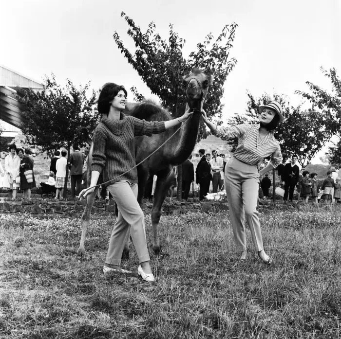 Framed Print : Chester Zoo. Fashion models pose with a camel. 20th July 1962 Framed Print : Chester Zoo. Fashion models pose with a camel. 20th July 1962
