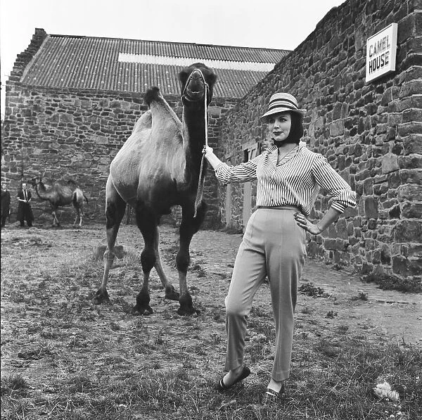 Chester Zoo. Fashion models pose with a camel. 20th July 1962