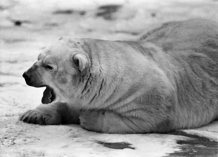 Framed Print : Chester Zoo Polar - Bear Sabrina enjoying a role in the snow. January 1987 P011180