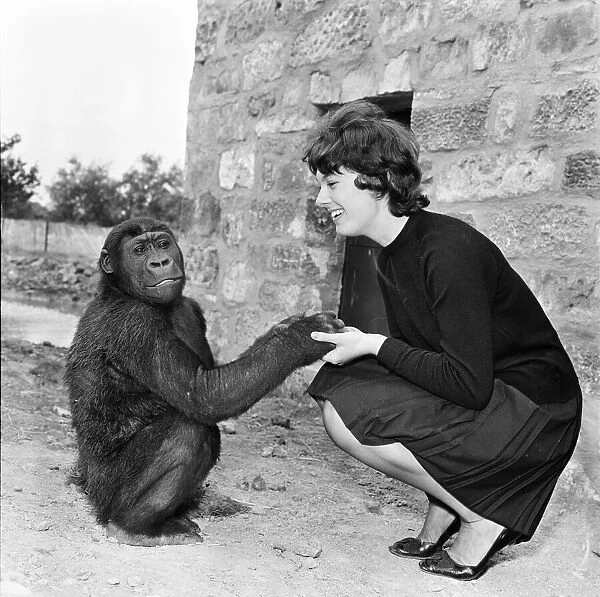 Chester Zoo. Student Angela Cobley with Noel the baby gorilla. 20th July 1962