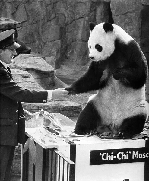 Chi-Chi the panda seen here shaking hand of her keeper on her return from Moscow