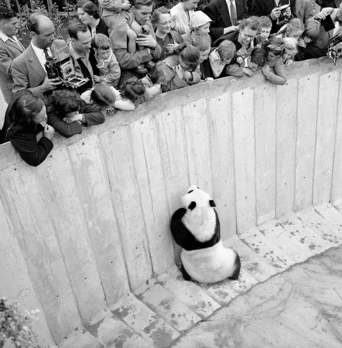 Framed Print : Chia Chia the panda 1959 London Zoo chief attraction Chi-Chi Framed Print : Chia Chia the panda 1959 London Zoo chief attraction Chi-Chi