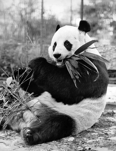 Chia Chia the Panda at London Zoo seen here enjoying some bamboo. February 1986 P007509