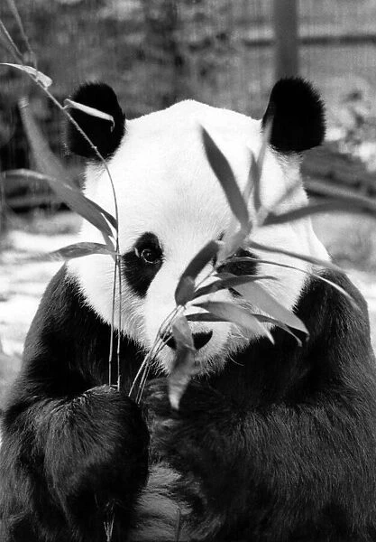 Chia Chia the Panda at London Zoo seen here enjoying some bamboo P007508