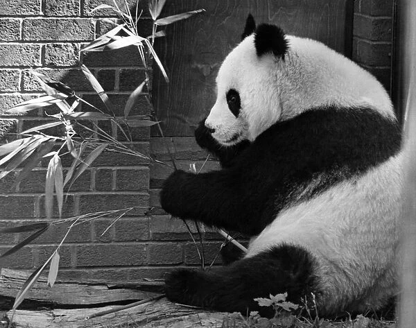 Chia Chia the Panda at London Zoo seen here enjoying some bamboo August 1981 P007428