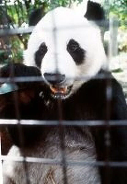 Chia Chia the panda at London zoo who went on a long journey to Mexico to join new mate