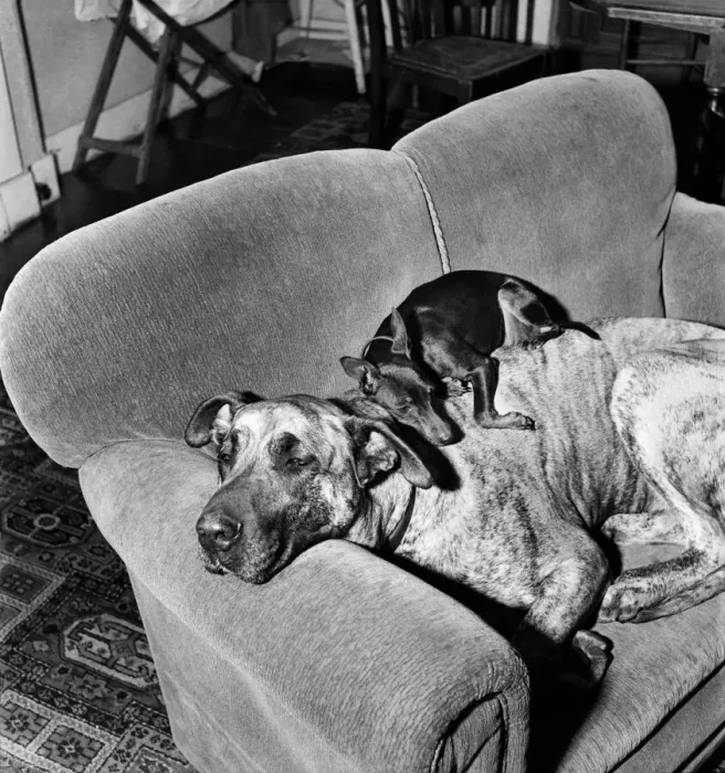 Framed Print : Chica and Jumo at Mrs. Woodhories farm house. April 1953 D1876-005