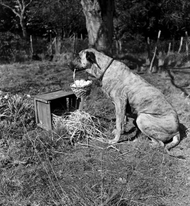 Framed Print : Chica and Jumo at Mrs. Woodhories farm house. April 1953 D1876-003 Framed Print : Chica and Jumo at Mrs. Woodhories farm house. April 1953 D1876-003