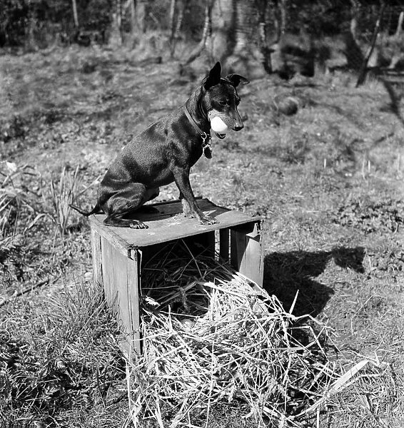 Chica and Jumo at Mrs. Woodhories farm house. April 1953 D1876-002