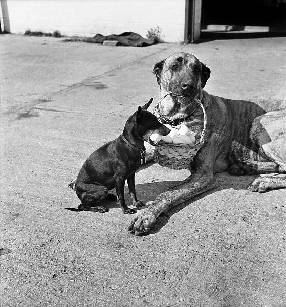 Chica and Jumo at Mrs. Woodhories farm house. April 1953 D1876-006