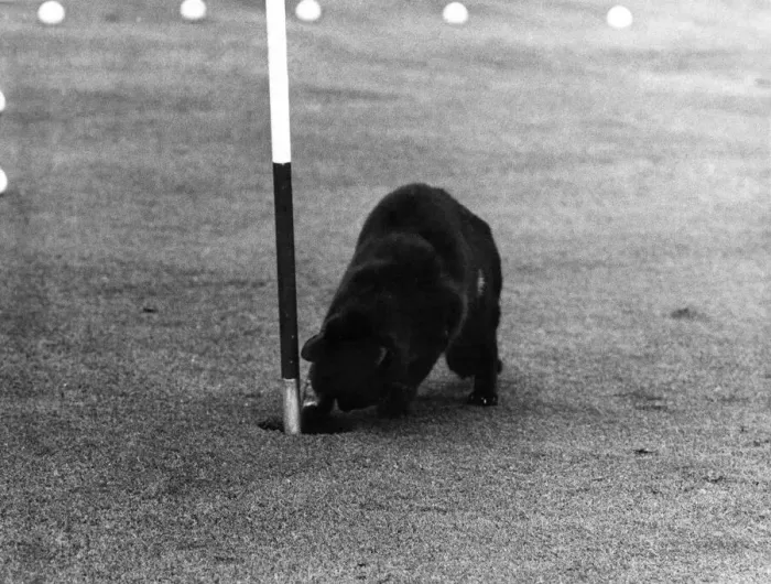 Framed Print : Chick adds another golf ball to his collection. June 1969 P011921 Framed Print : Chick adds another golf ball to his collection. June 1969 P011921