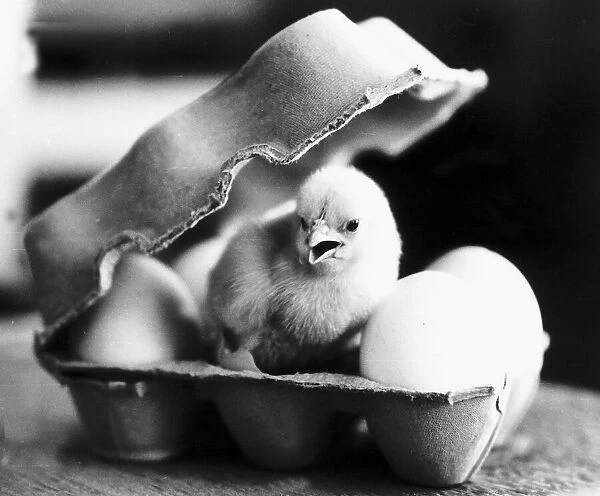 Chick in eggbox 1969 07  /  04  /  1969
