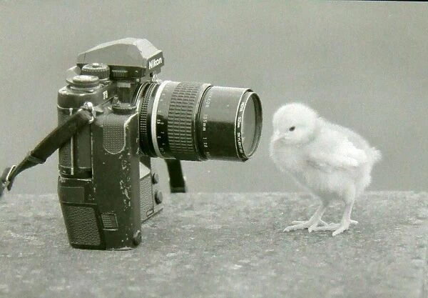 A chick makes friends with a camera