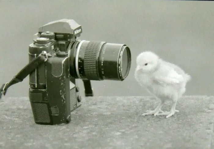 Framed Print : A chick makes friends with a camera Framed Print : A chick makes friends with a camera