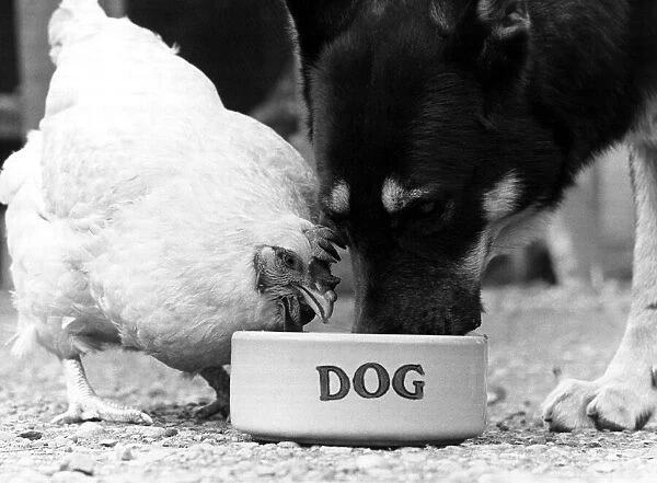 Chicken and Alsatian dog share a bowl of food. September 1977