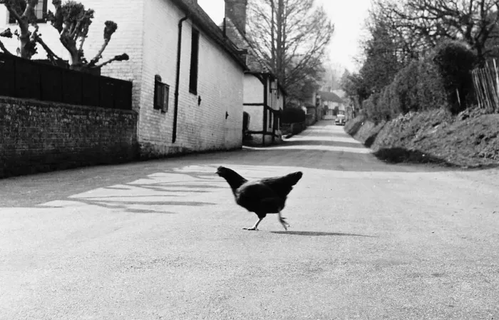 Framed Print : Chicken crossing the road, 1971. Visual depiction of old joke