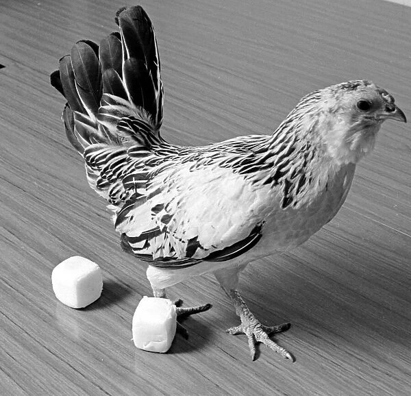 Chicken lays square eggs Circa April 1970